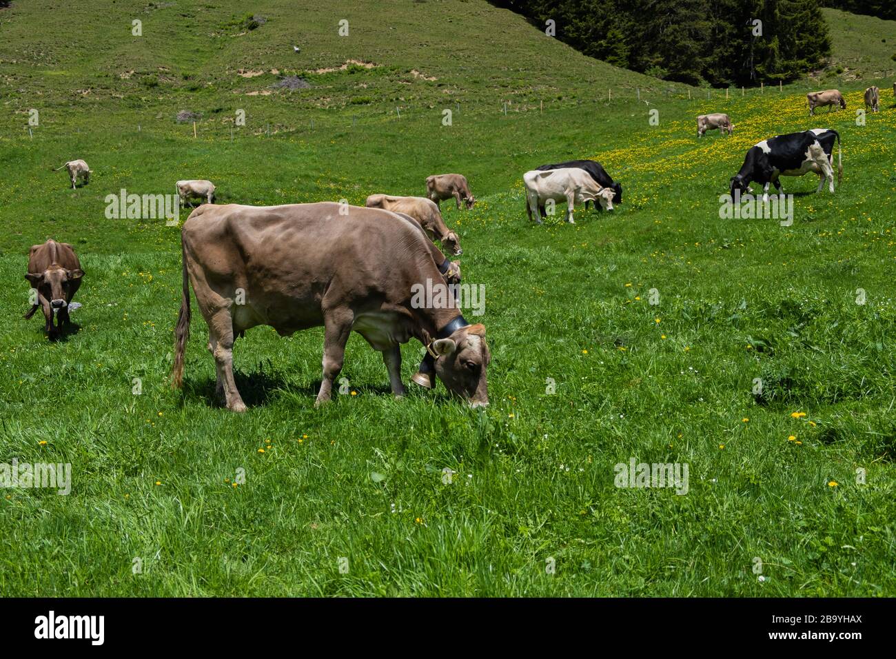 Portrait of the cow on a green meadow Stock Photo - Alamy