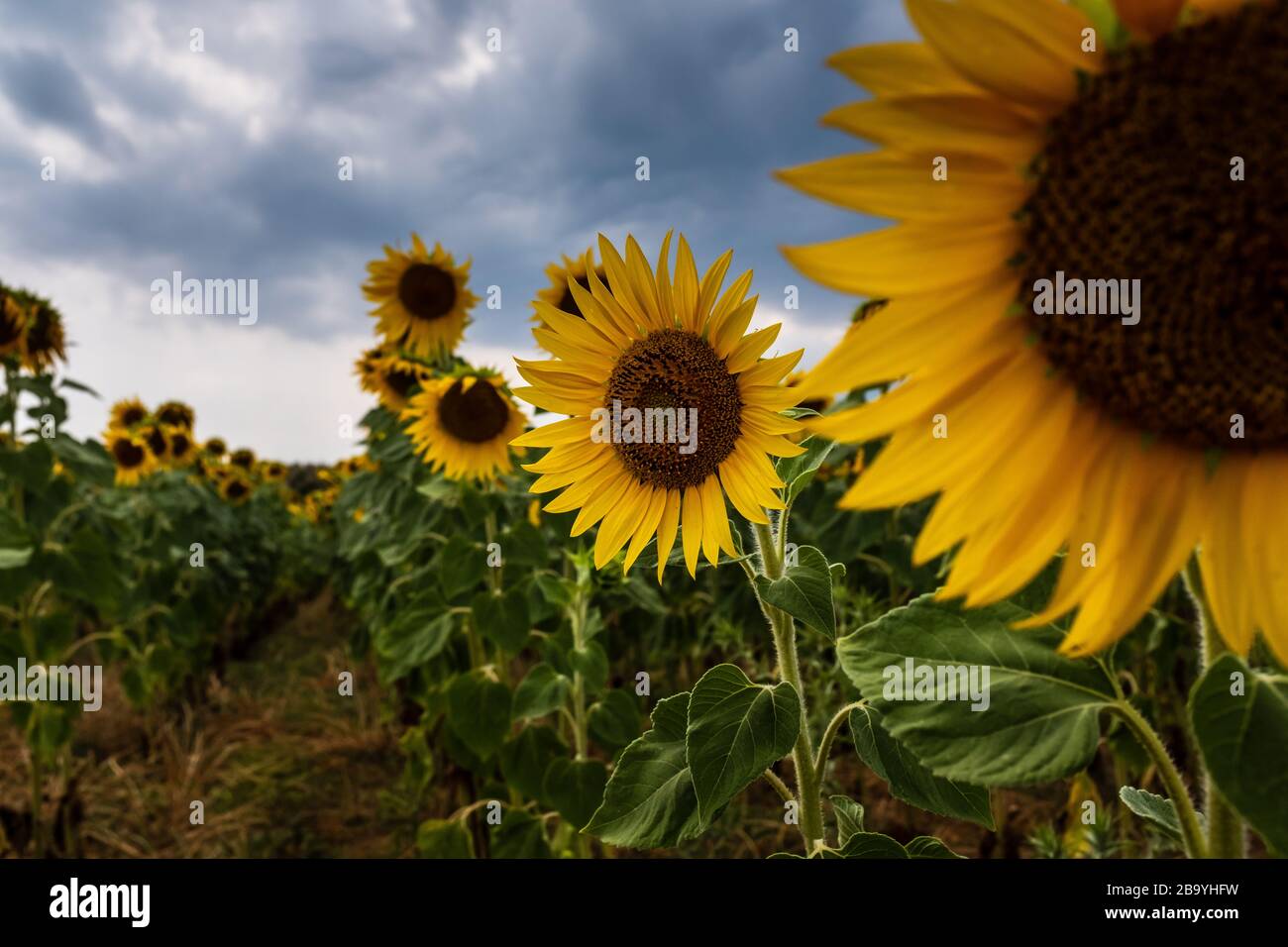 Selective focus on blossom sunflowers in cultivated fields with overcast sky background. Stock Photo