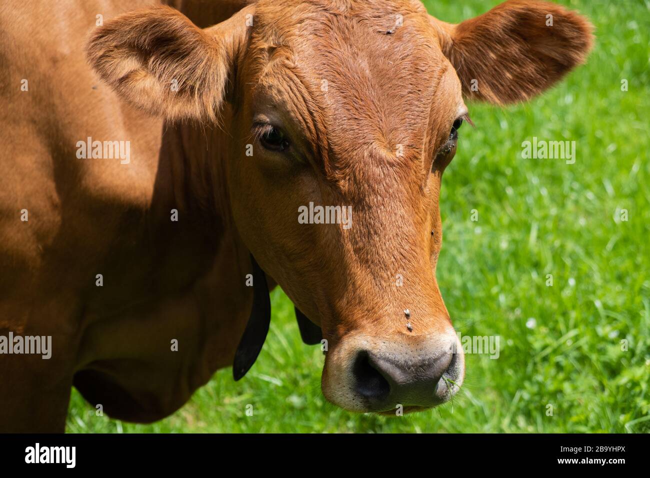 Portrait of the cow on a green meadow Stock Photo - Alamy