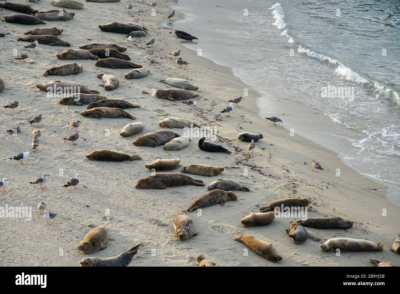 la jolla cove elephant seals