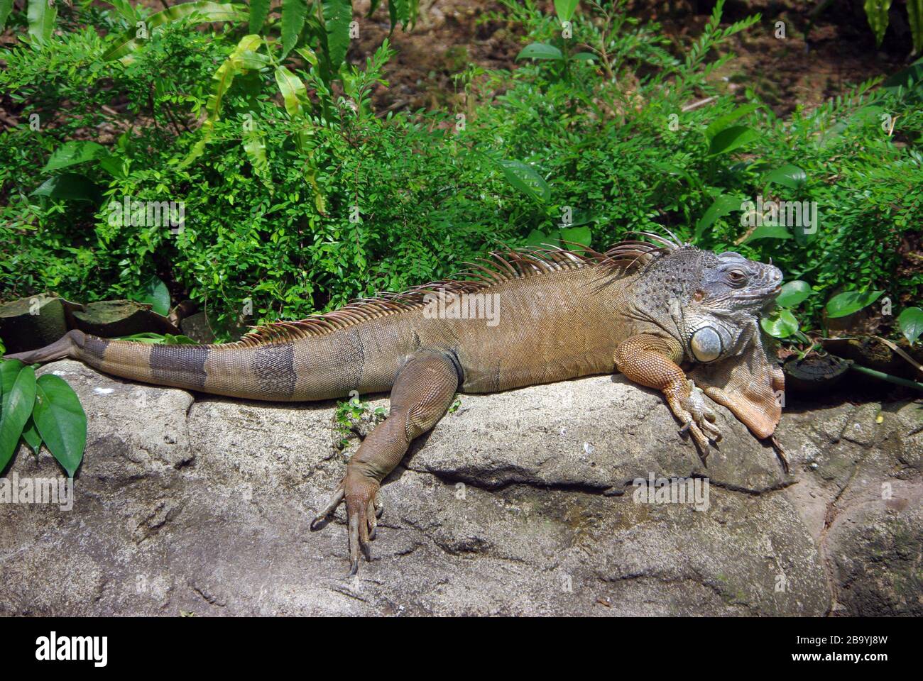 Green Iguana, Iguana Iguana Stock Photo - Alamy