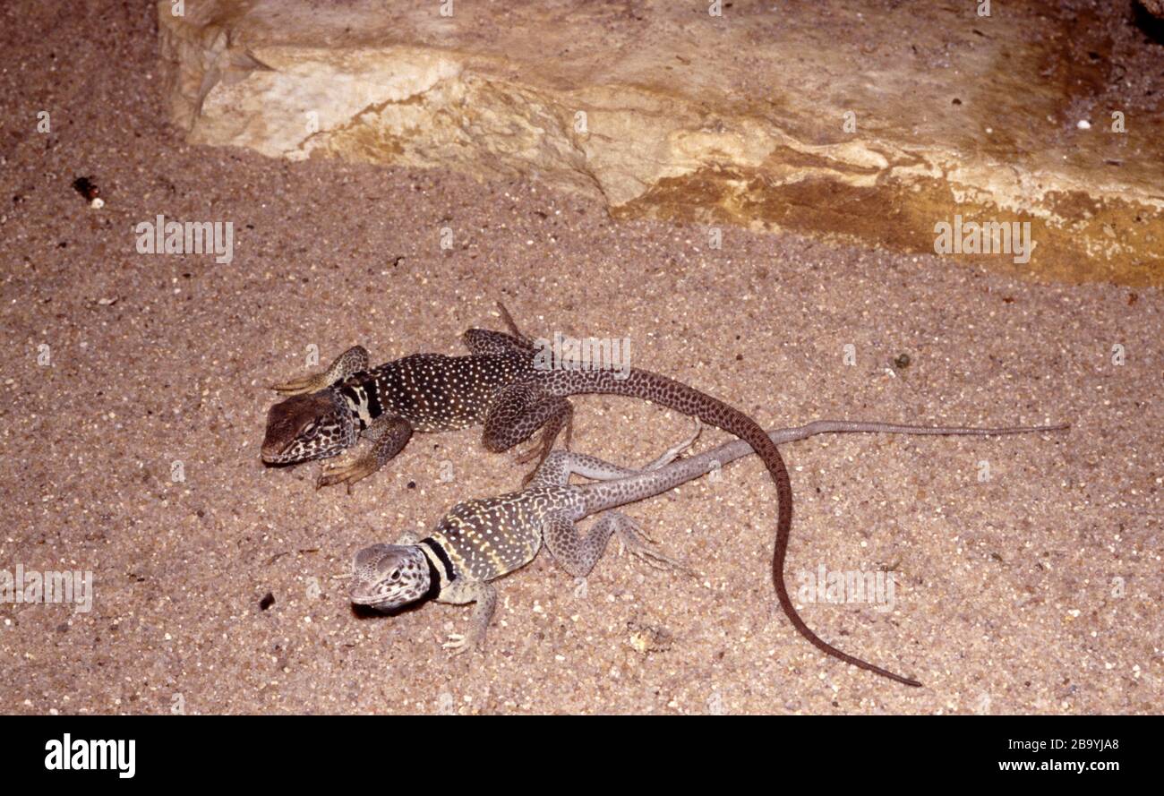 Pair of Desert collared lizard, Crotaphytus insularis Stock Photo Alamy