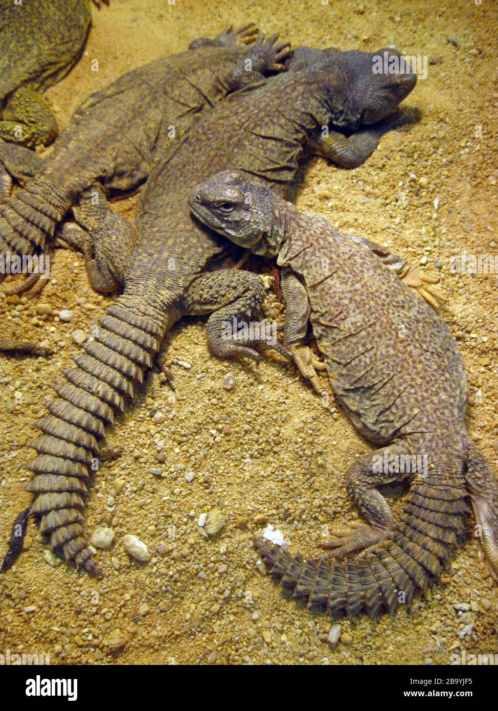 Dabb lizard, Uromastyx acanthinura Stock Photo Alamy
