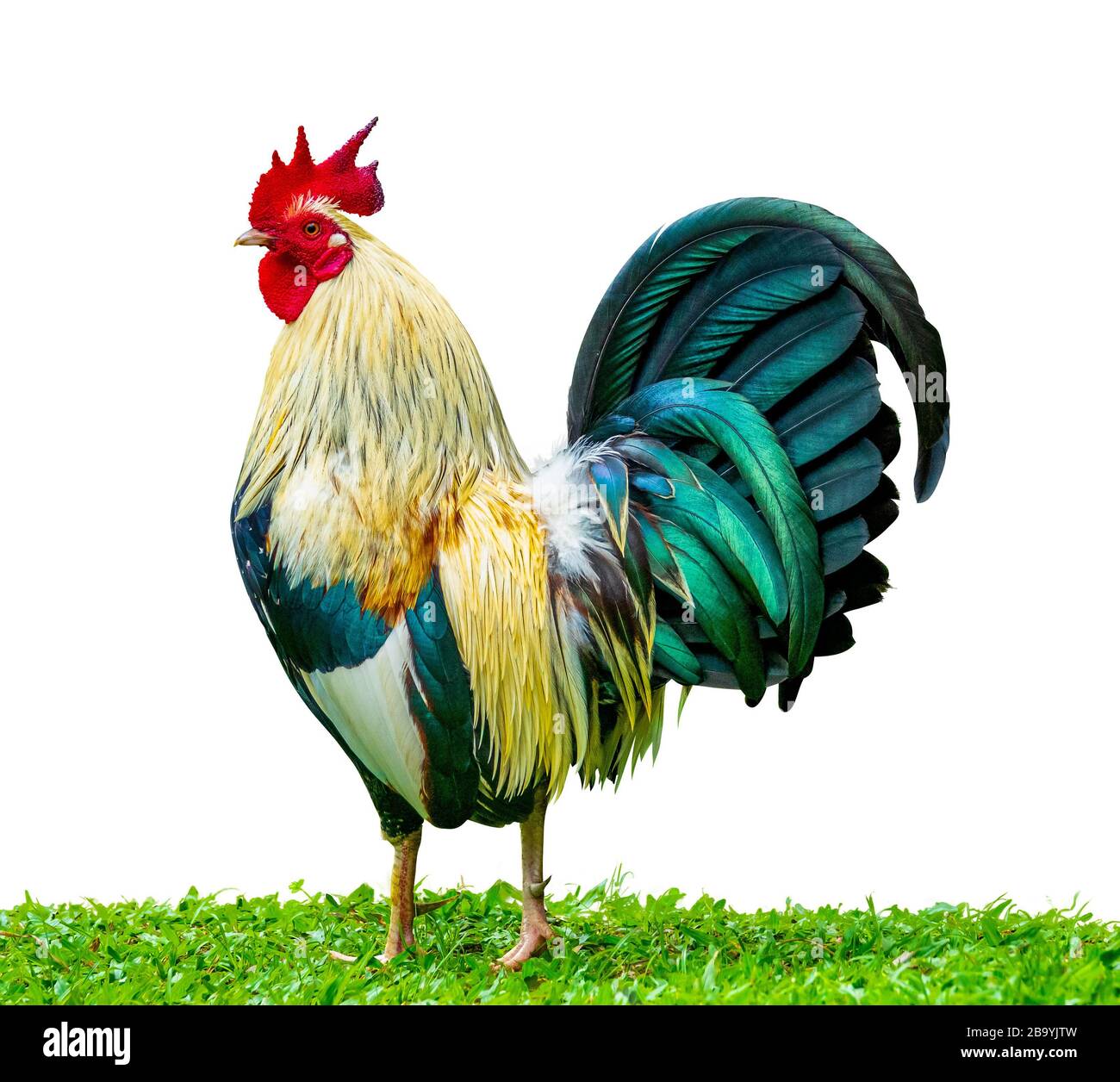 An Isolated Proud Rooster (Cockerel) Standing In The Grass Symbolising Pride And Masculinity Stock Photo