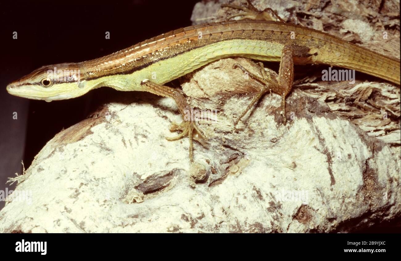 Asian grass lizard, six-striped long-tailed grass lizard, or long-tailed grass lizard (Takydromus sexlineatus) Stock Photo