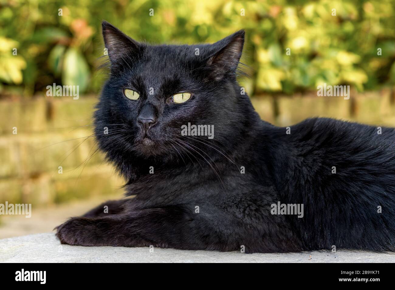 Black norwegian forest cat hires stock photography and images Alamy