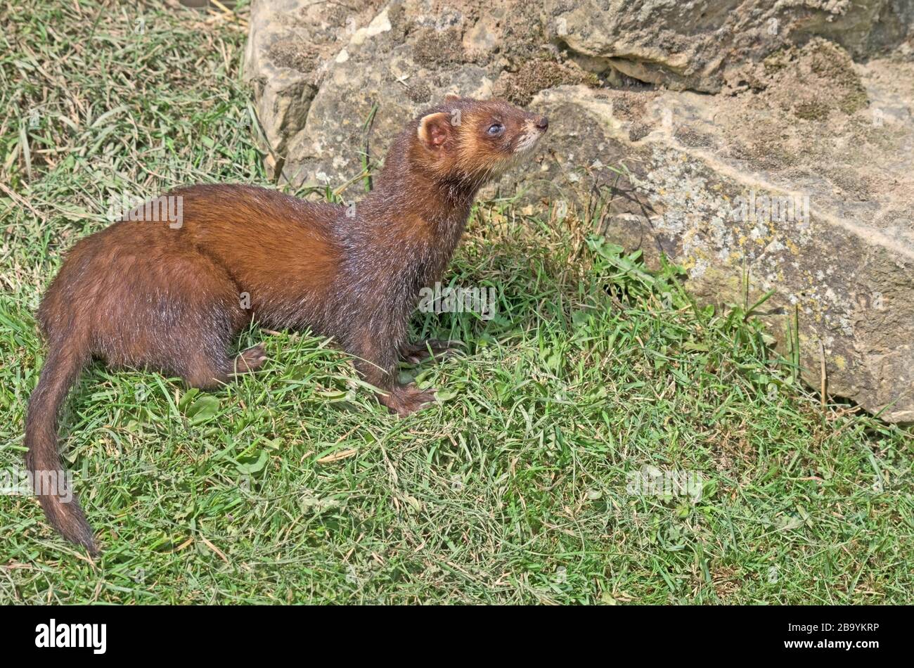 Mustele hi-res stock photography and images - Alamy