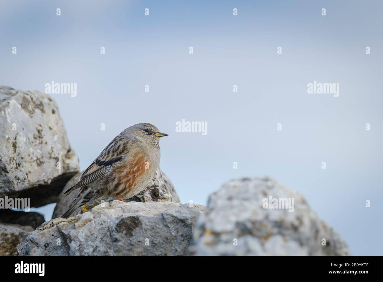 Alpine Accentor (Prunella collaris) perched on rocks. Els Ports Natural Park. Catalonia. Spain. Stock Photo