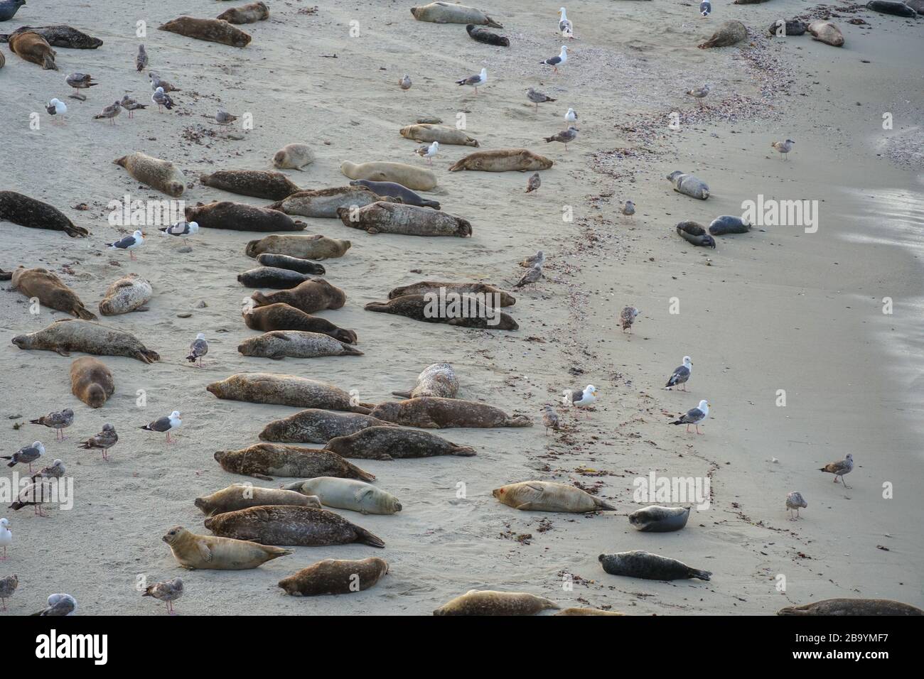 Sea Lions and seals La Jolla beach, San Diego, California, USA Stock Photo  - Alamy