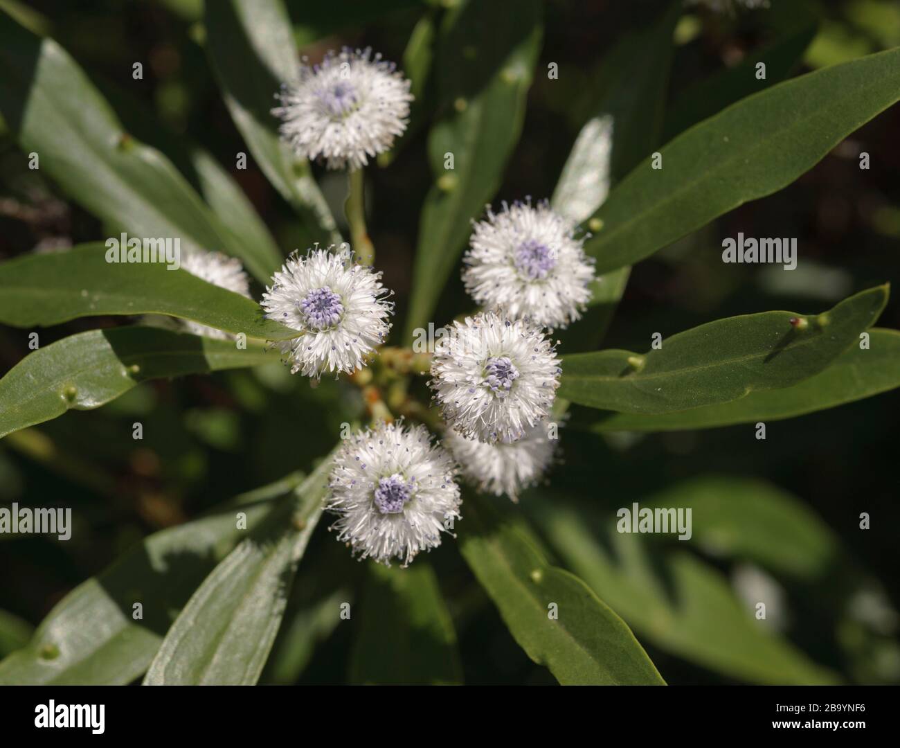 Globularia salicina Stock Photo