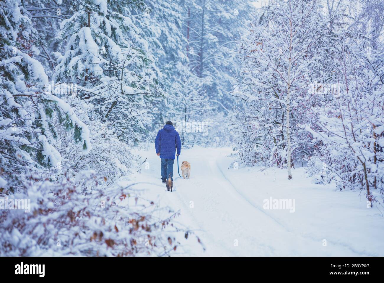 Man with dog and cat walking in a snowy pine forest in winter Stock ...