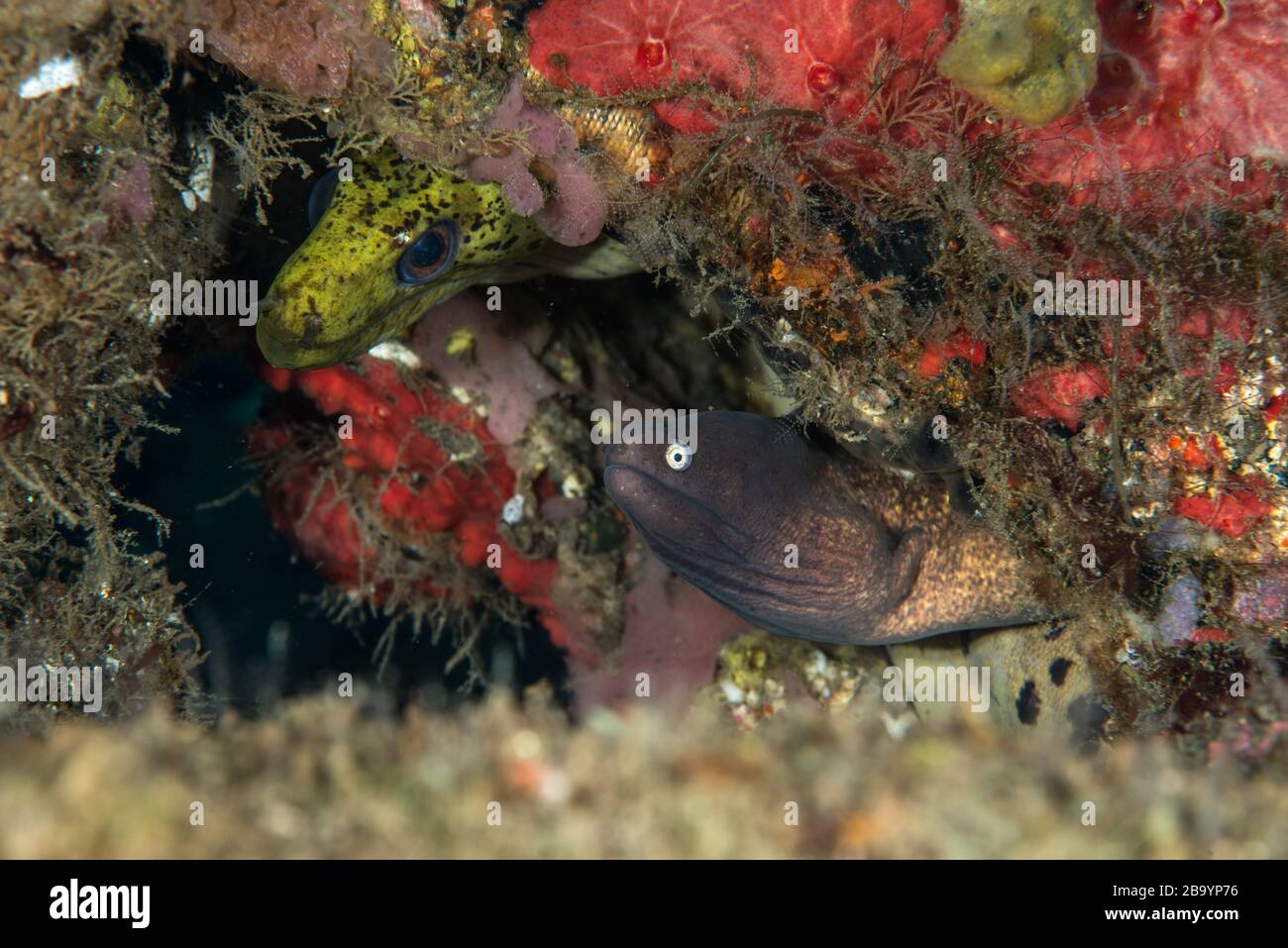 Critters of Lembeh - Underwater Macro Photography Stock Photo