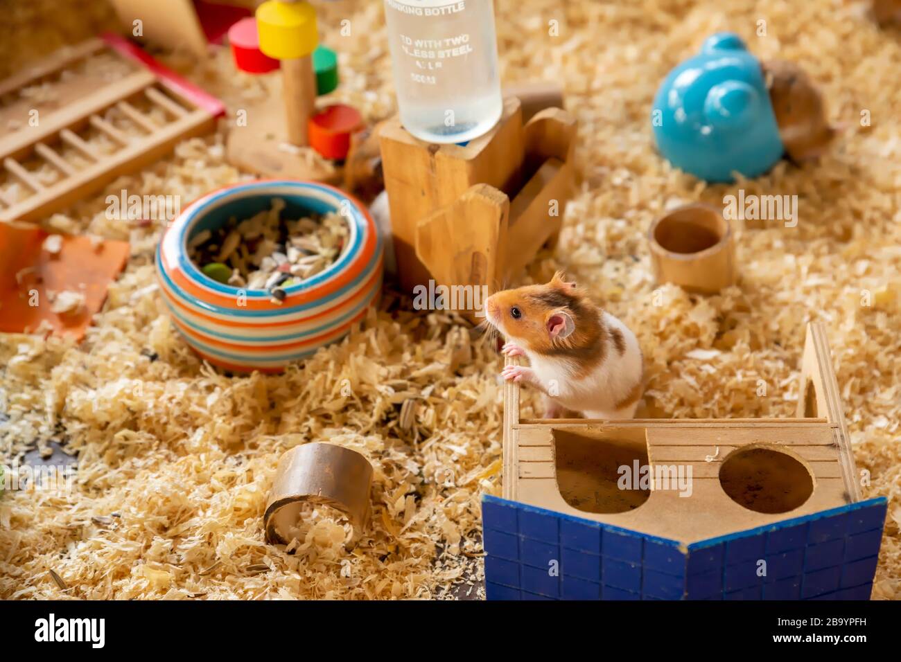 Fluffy Syrian Hamster with wooden hamster house in a cage Stock