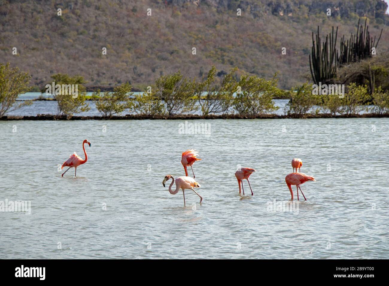 pink flamingos on the island of Curacao travel Stock Photo