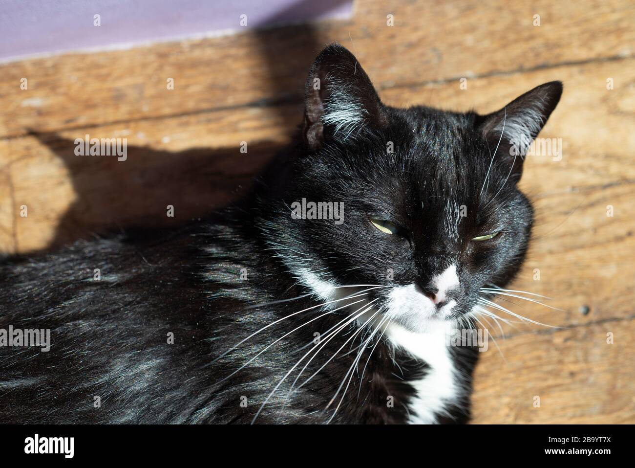 Felide High Resolution Stock Photography And Images Alamy