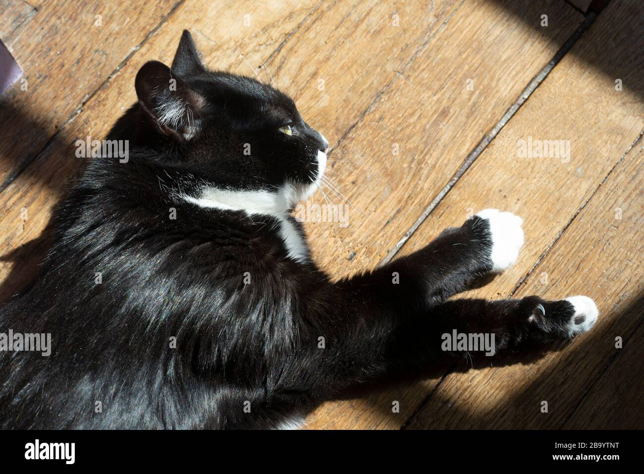 Chat Noir Et Blanc High Resolution Stock Photography And Images Alamy Chat Noir Et Blanc High Resolution Stock Photography And Images Alamy