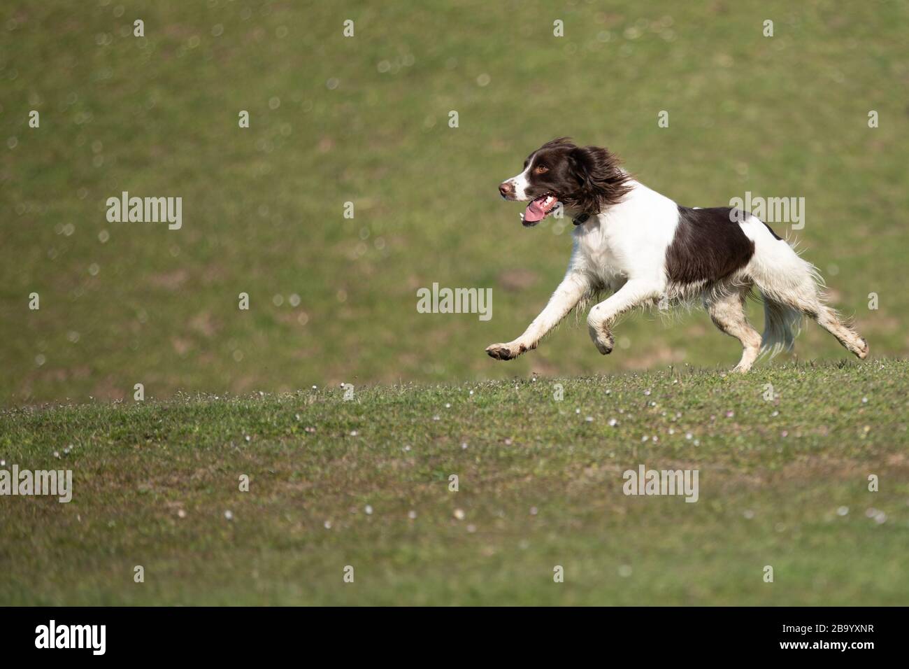 English Springer Spaniel, liver and white Stock Photo - Alamy