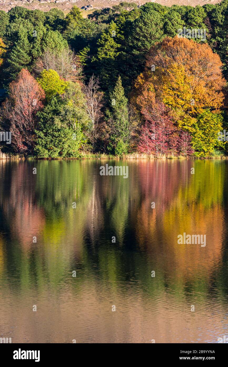 Trees reflection on water hi-res stock photography and images - Alamy