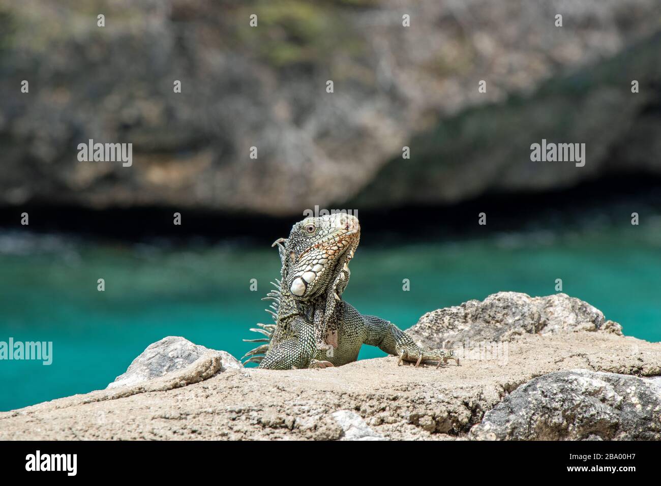 Iguana looks out behind a wall Curacao Stock Photo
