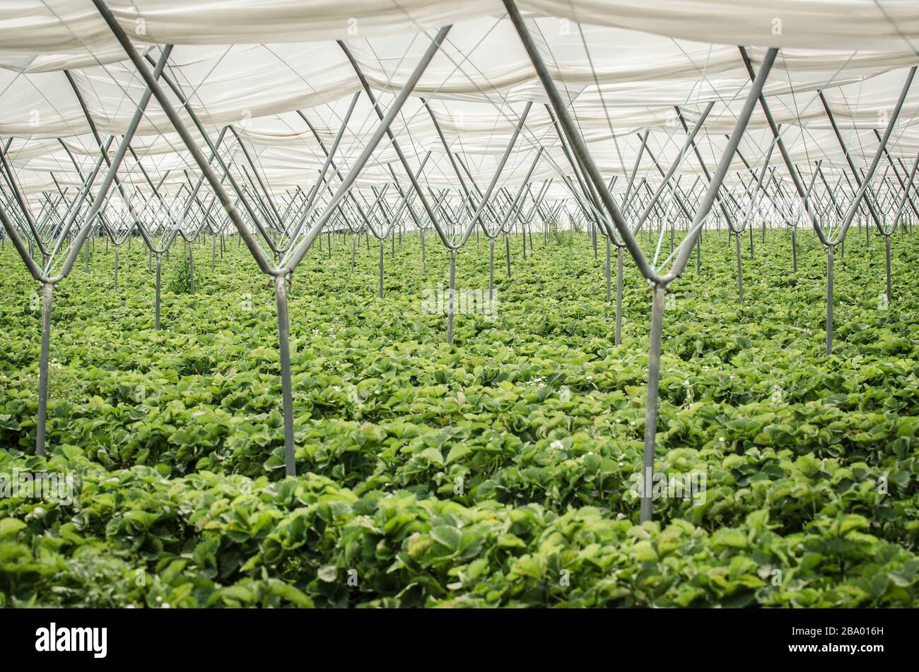 Strawberry plants in industrial greenhouse Stock Photo