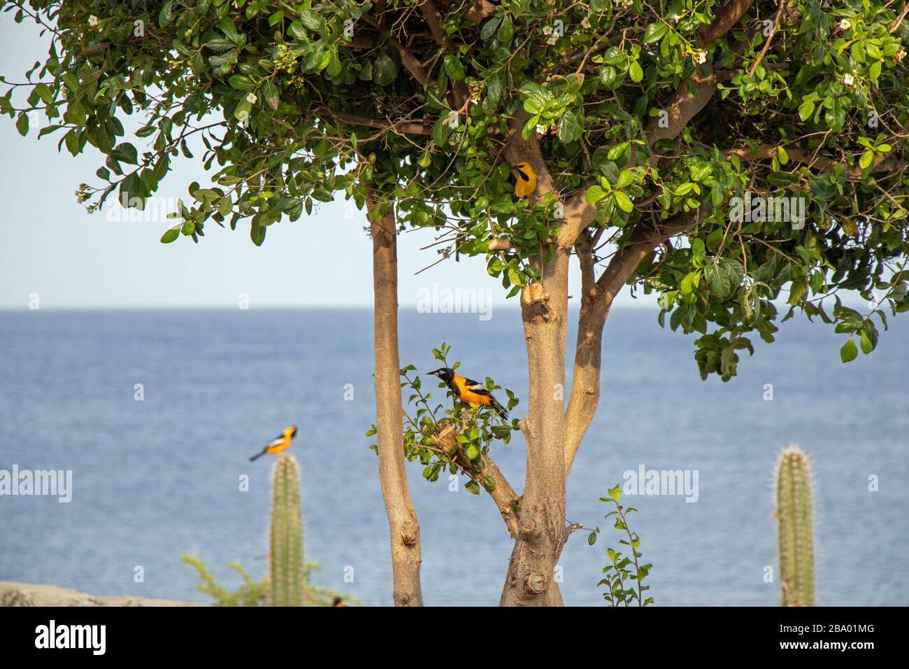 Venezuelan troupial sitting in a tree on Curacao Stock Photo