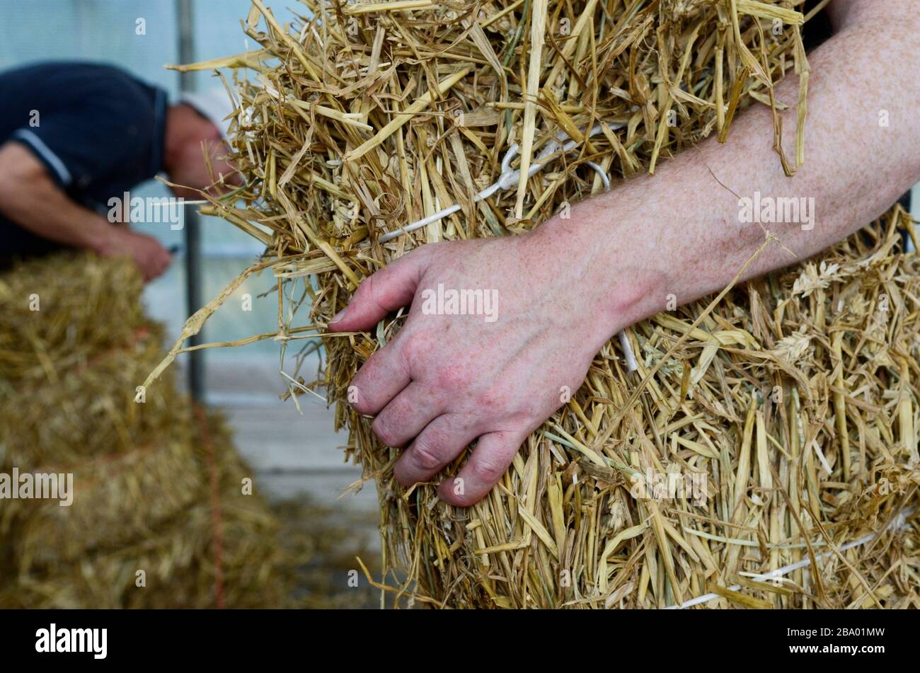 Carrying straw bale for building Stock Photo