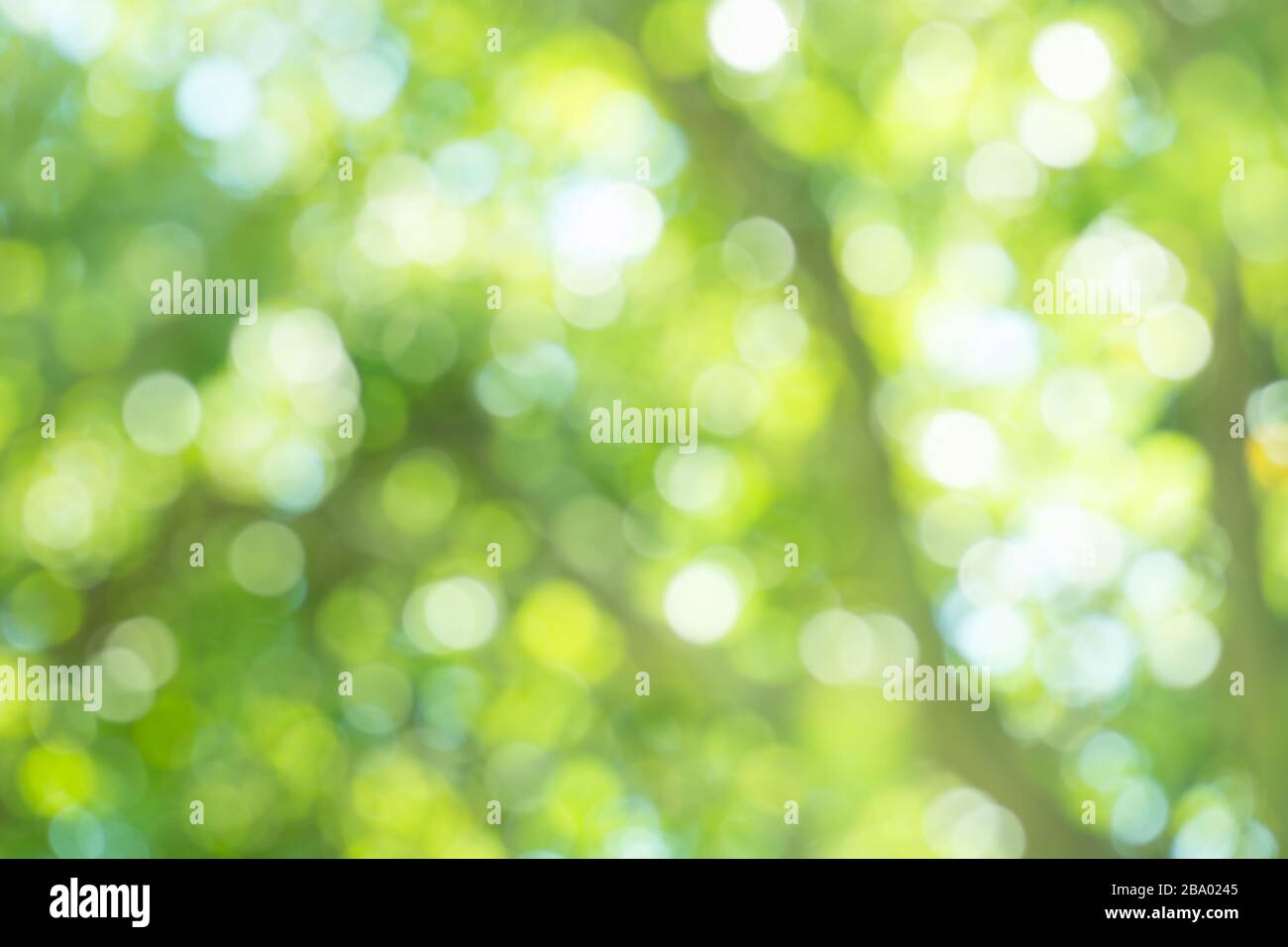 Green bokeh background. Defocused abstract green background. Blur nature green park. Sunny green nature background Stock Photo