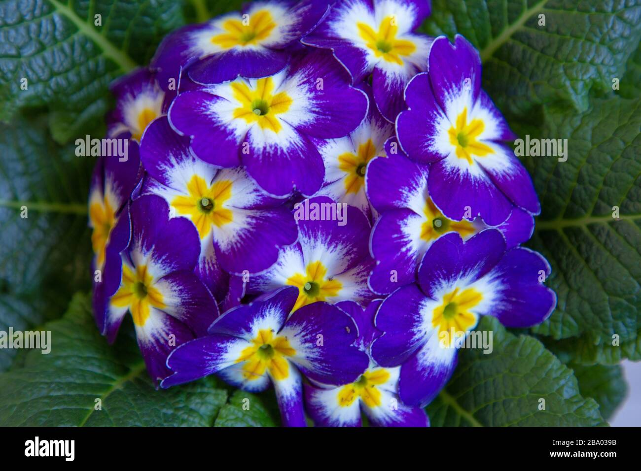 Closeup of purple Primula acaulis or primrose with a yellow heart Stock Photo