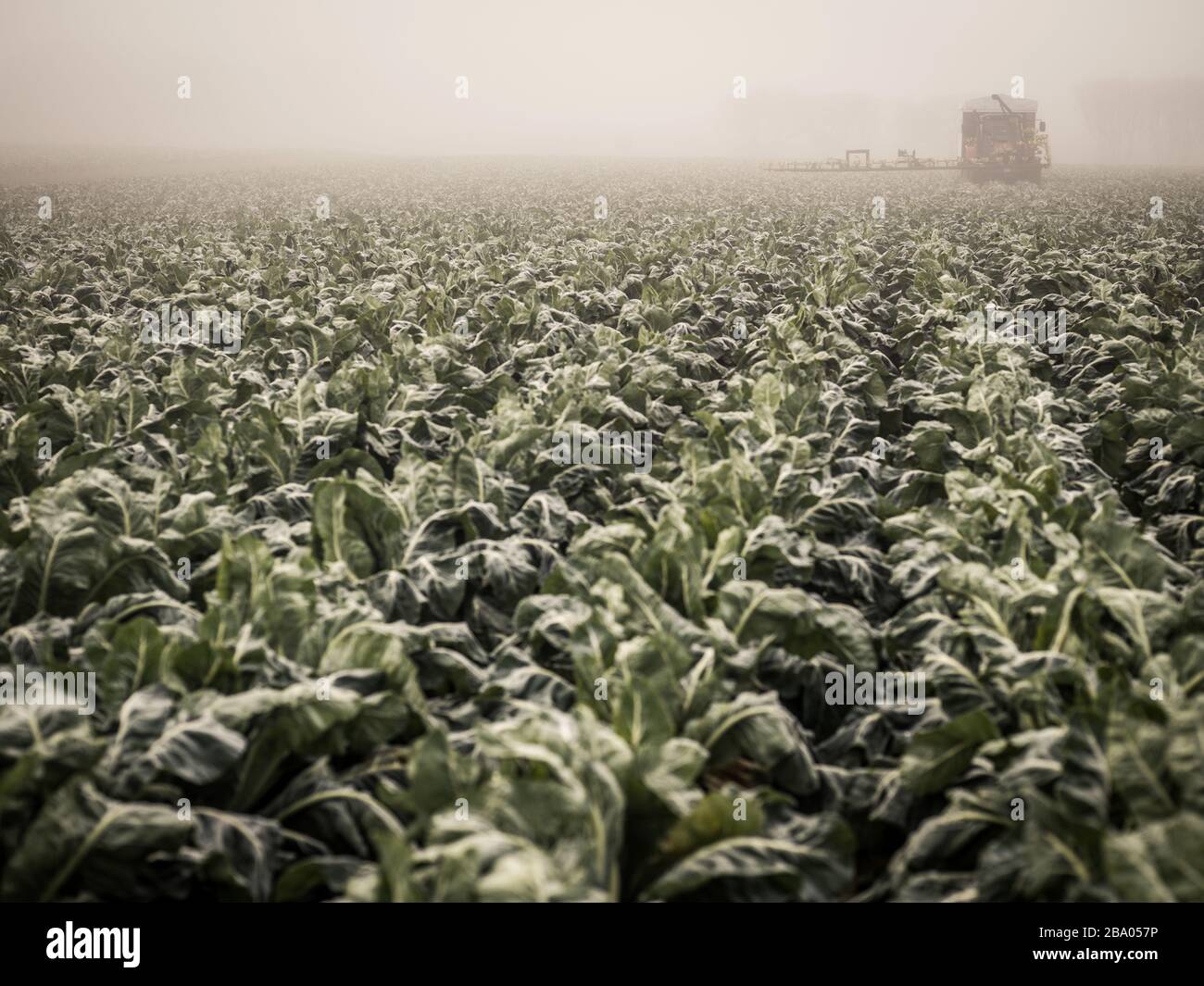 Tractor spaying cauliflower crop at dawn Stock Photo