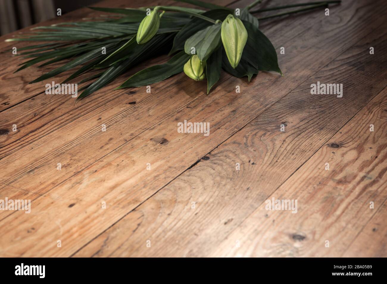 cut tulip buds on table top Stock Photo