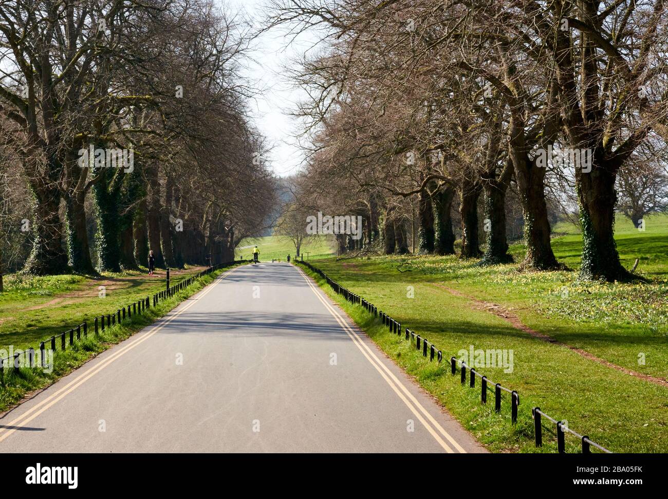 Ashton Court Bristol main drive lined with lime trees in early spring UK Stock Photo