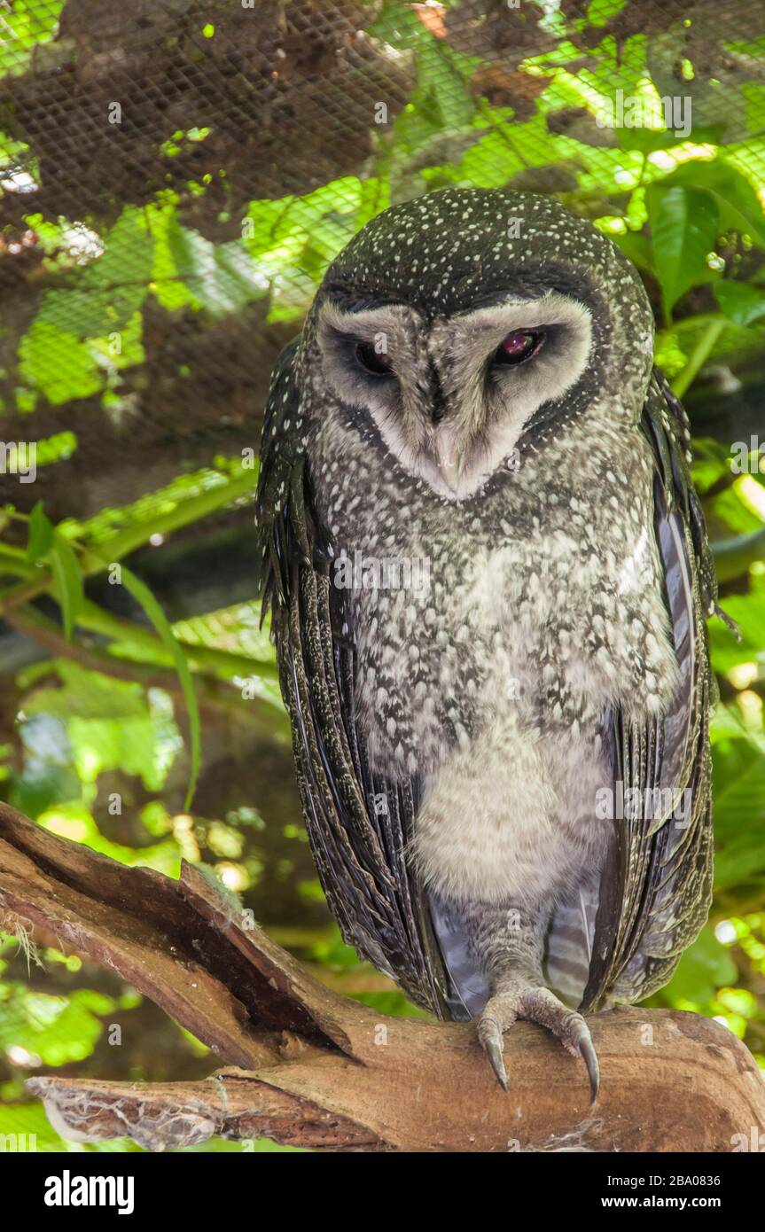 Owls habitat hires stock photography and images Alamy