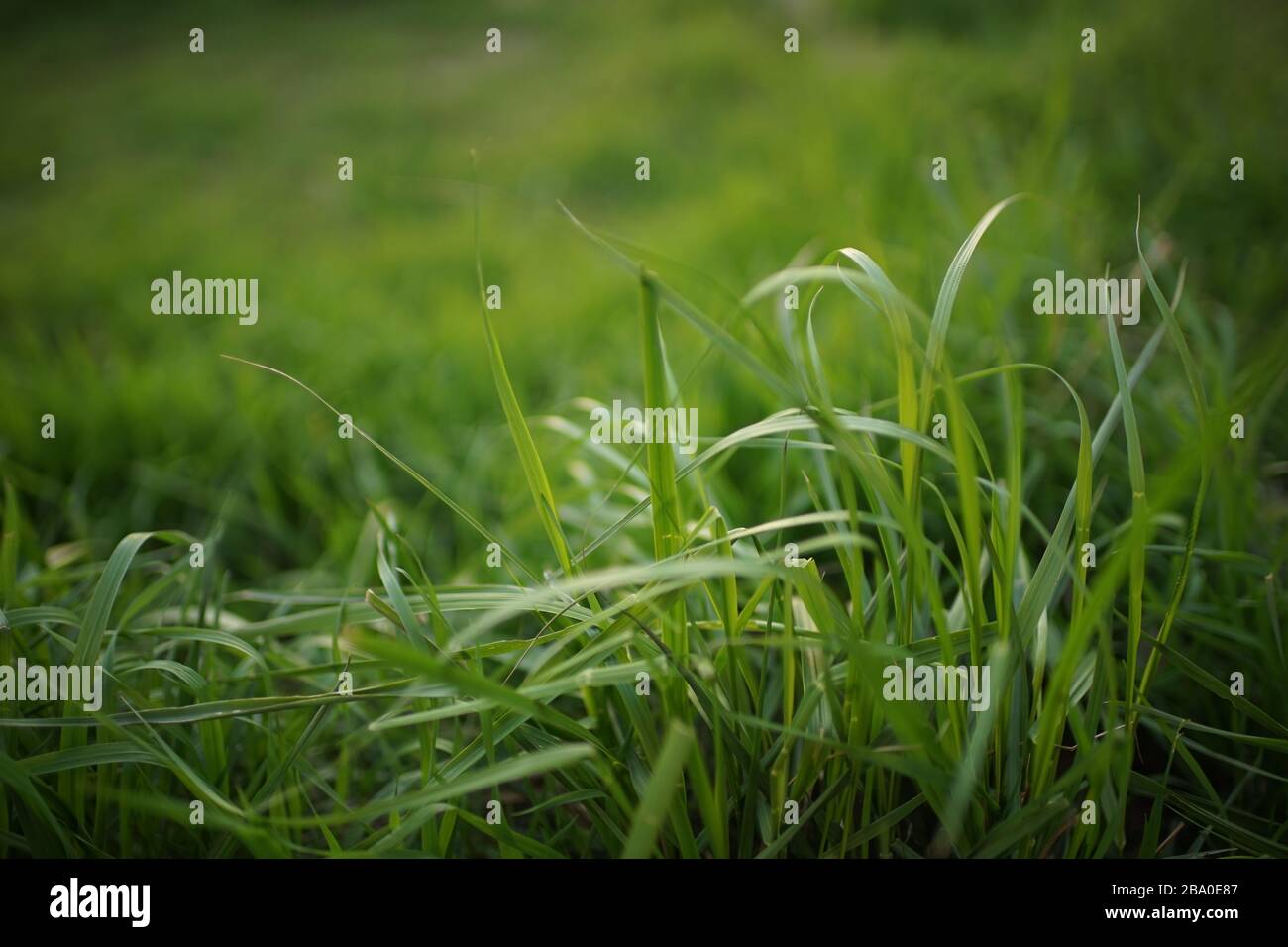 Fresh green grass grow in a spring field Stock Photo Alamy