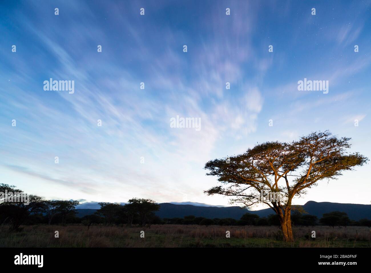 Acasia tree at blue hour Stock Photo