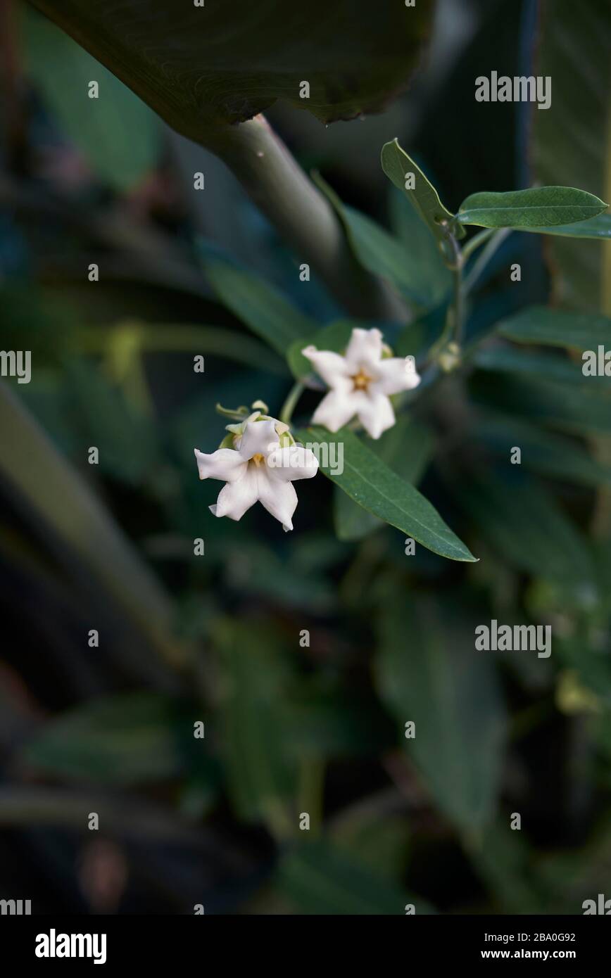 White bladderflower araujia sericifera hi-res stock photography and ...