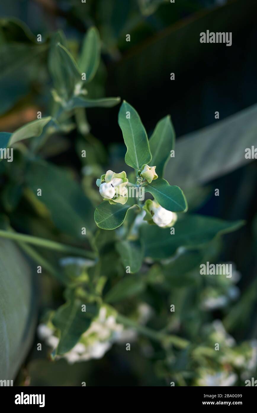 White bladderflower hi-res stock photography and images - Alamy