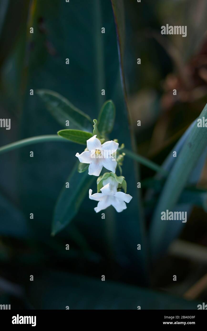 White bladderflower araujia sericifera hi-res stock photography and ...