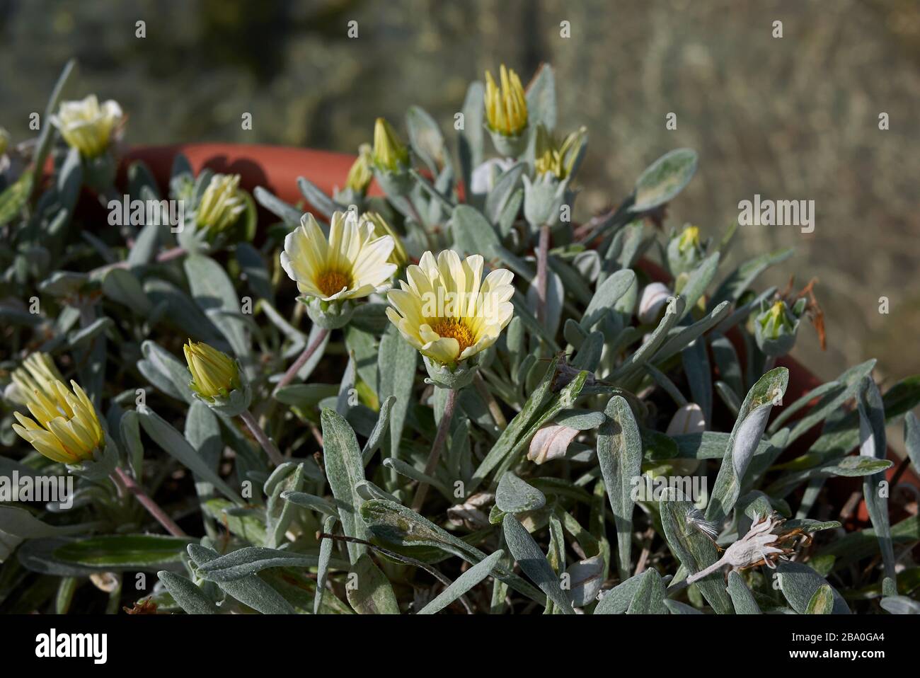 Arctotis stoechadifolia yellow flowers Stock Photo