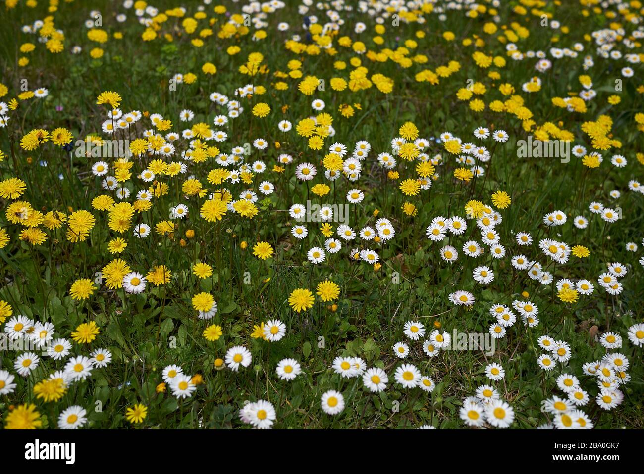 Bellis perennis and crepis sancta flowers Stock Photo