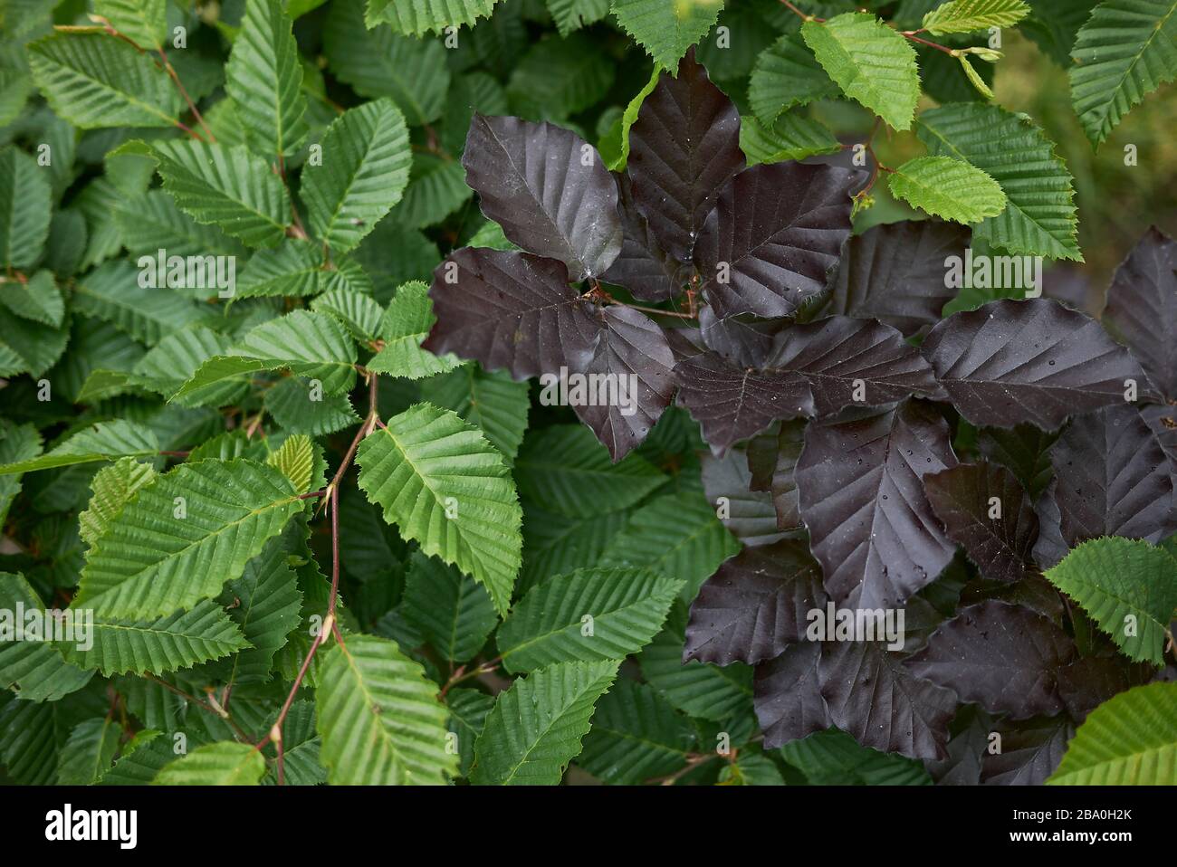 Carpinus betulus and fagus sylvatica foliage Stock Photo - Alamy