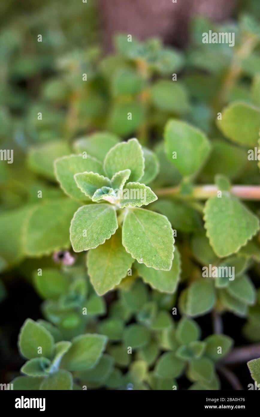 Plectranthus amboinicus green leaves Stock Photo