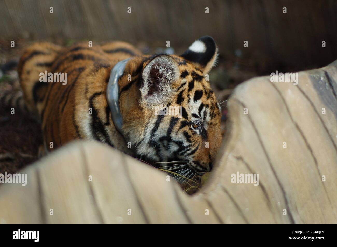 Visitors are allowed to pet and pose for pictures with the tigers in Thailand at Wat Pha Luang Ta Bua. Stock Photo