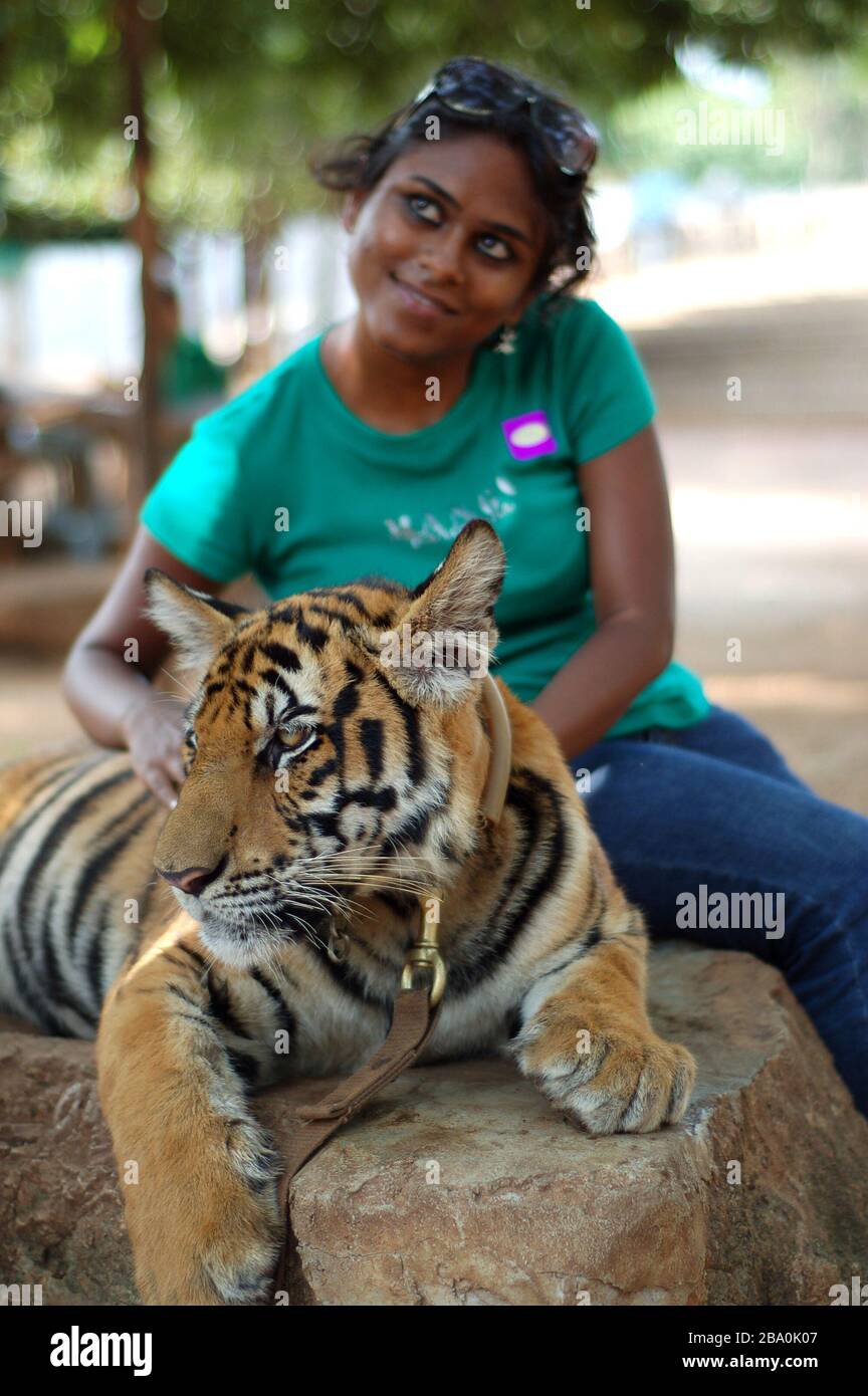 Visitors are allowed to pet and pose for pictures with the tigers in Thailand at Wat Pha Luang Ta Bua. Stock Photo