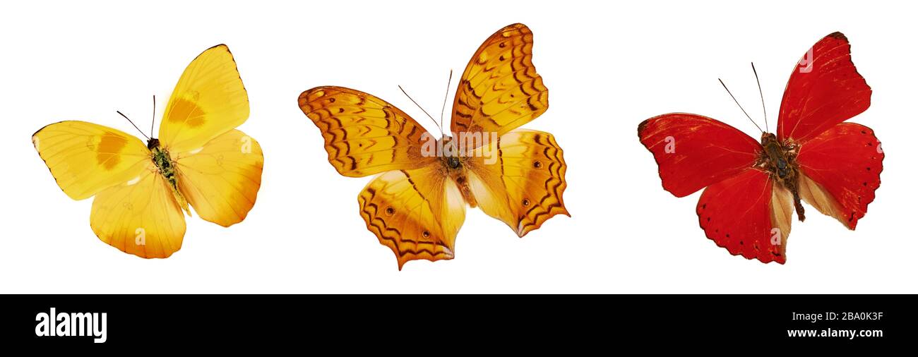Set of beautiful yellow, red and orange butterflies. Cymothoe excelsa isolated on white background. Butterfly Nymphalidae and Butterfly Phoebis philea Stock Photo