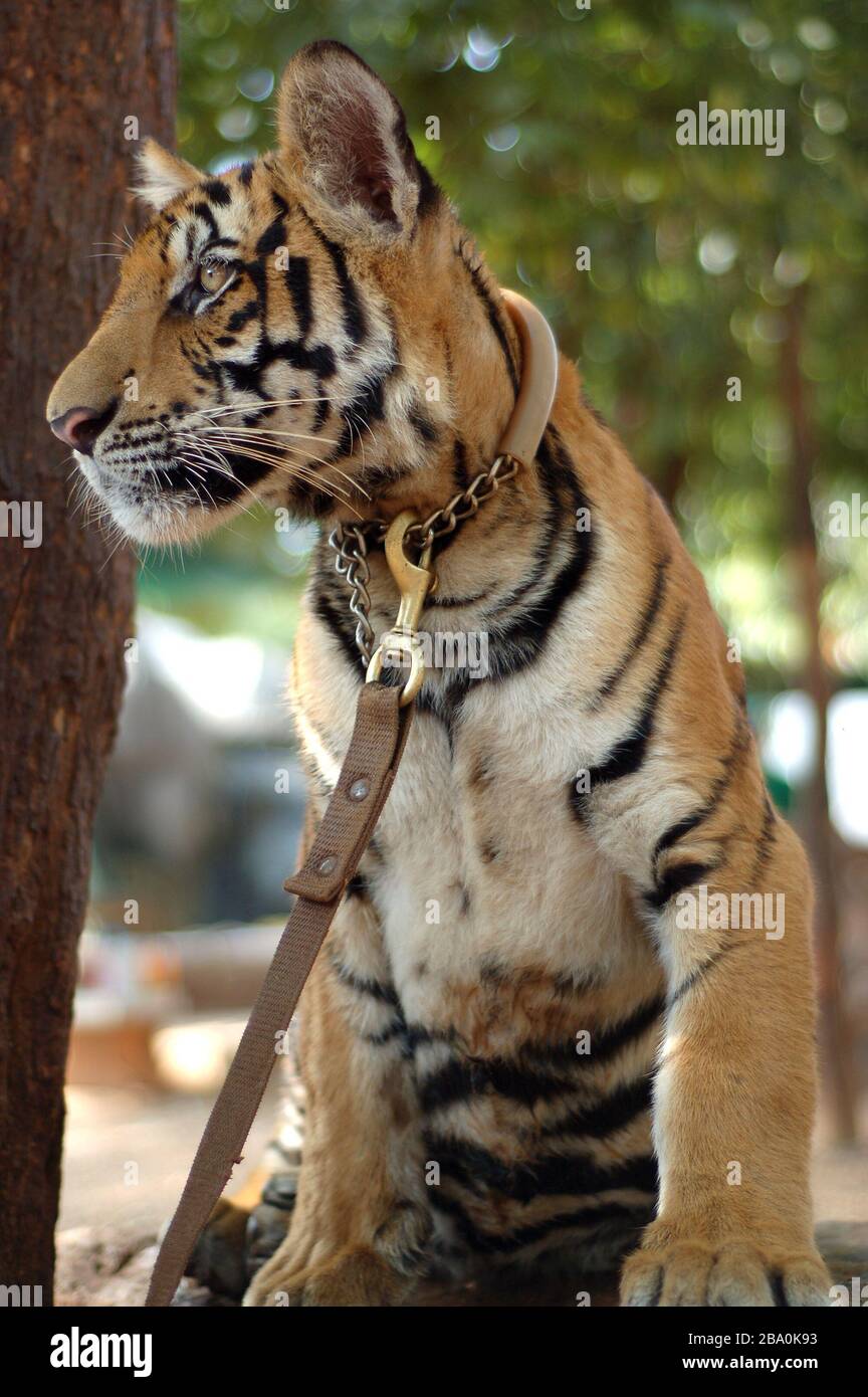 Visitors are allowed to pet and pose for pictures with the tigers in Thailand at Wat Pha Luang Ta Bua. Stock Photo