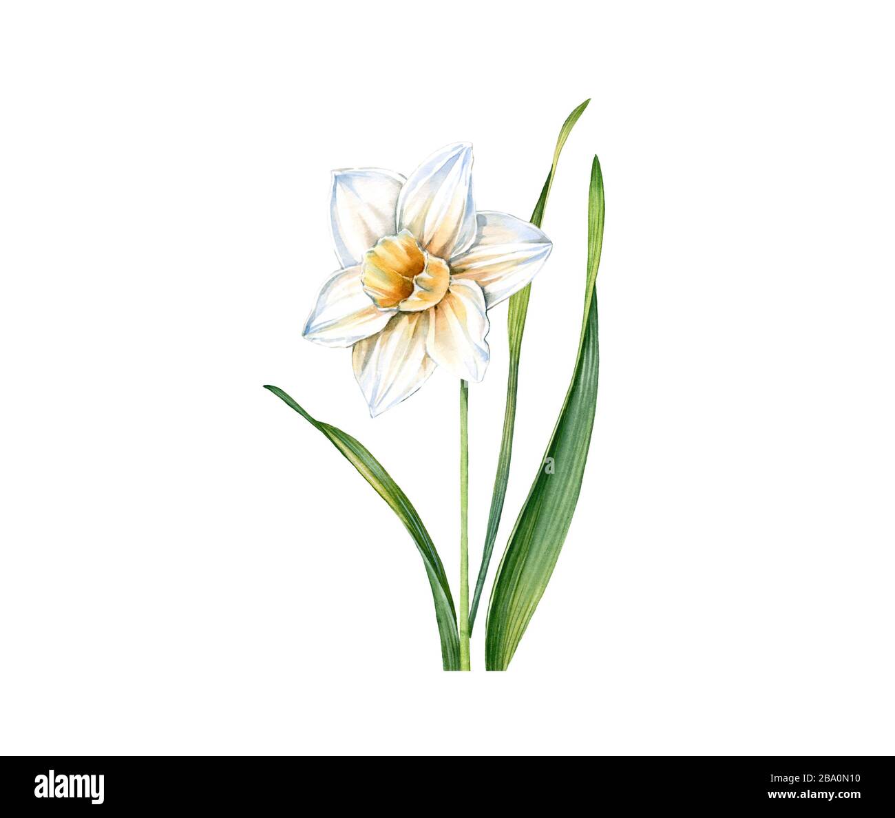 Watercolor white daffodil flower. Realistic narcissus with leaves isolated on white. Botanical floral illustration for wedding design, Easter cards Stock Photo