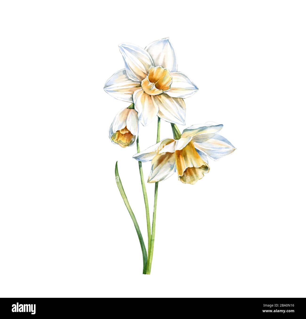 Watercolor white daffodil. Realistic narcissus with leaves isolated on white. Three flowers. Botanical floral illustration for wedding design, Easter Stock Photo