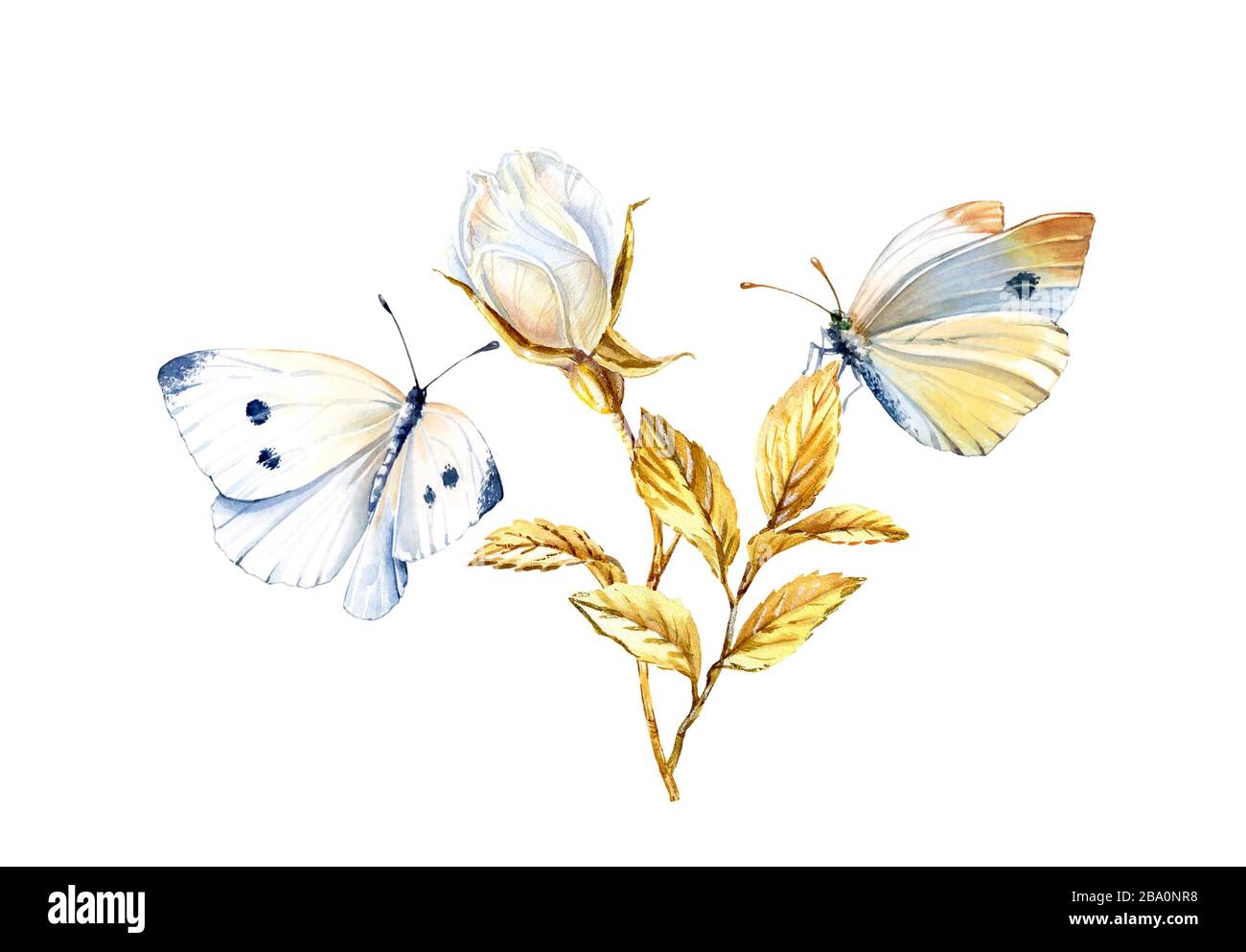 Watercolor rose with butterflies. Realistic branch with golden leaves isolated on white. Detailed white rose bud. Botanical floral illustration with Stock Photo