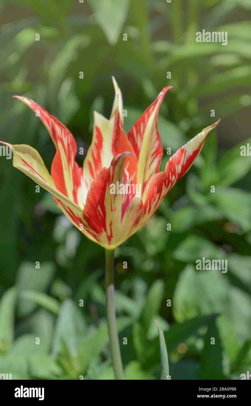 Spring garden with striped  tulips. Beautiful tulip flower growing lily Marilyn Stock Photo