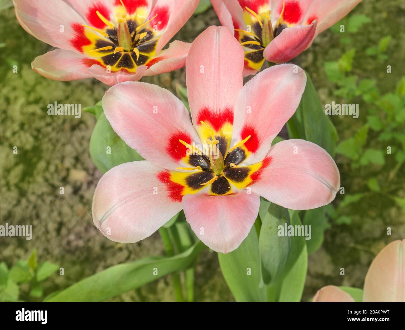 Two tone tulip a blend pink and white with yellow base. Early blooming